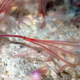Osedax packadorum is a newly-named species honoring the Packard family, whcih funds research at MBARI.